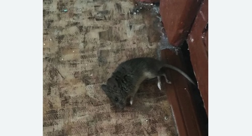 Дезинфекция от мышей в Поливаново