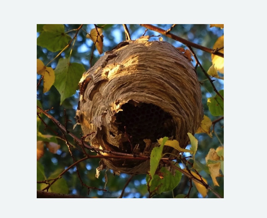 Обработка от шершней в Поливаново