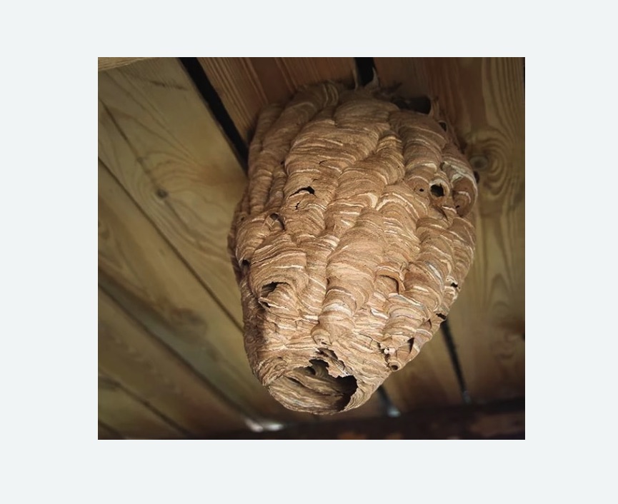 обработка от шершней в Поливаново