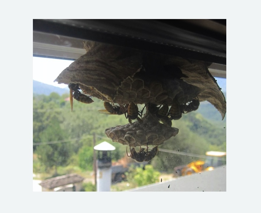 Уничтожение гнёзд шершней в Поливаново