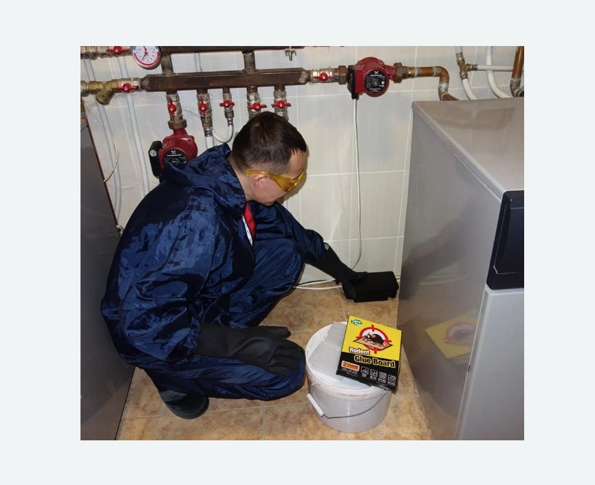 Уничтожение крыс в Поливаново