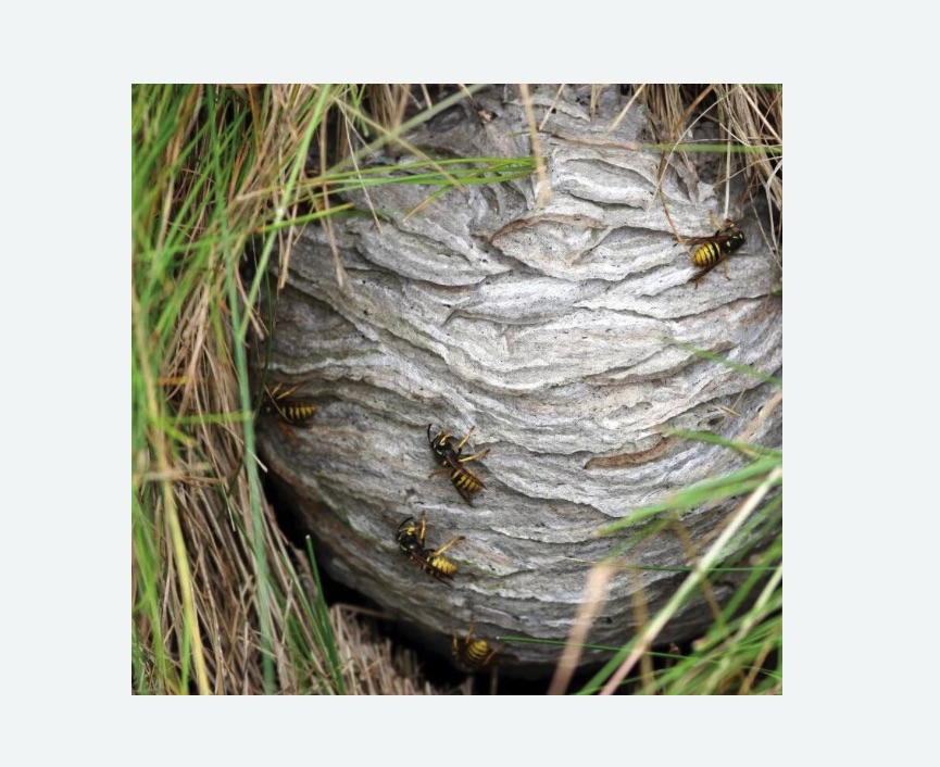 Уничтожение ос и ульев в Поливаново